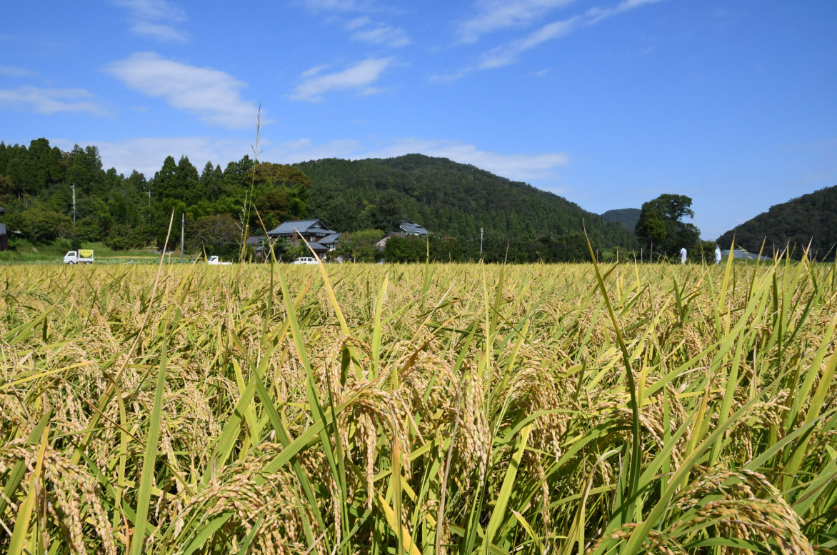 福井県から有機栽培米をお届けします。